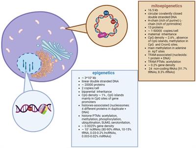 Mitochondrial epigenetics in aging and cardiovascular diseases